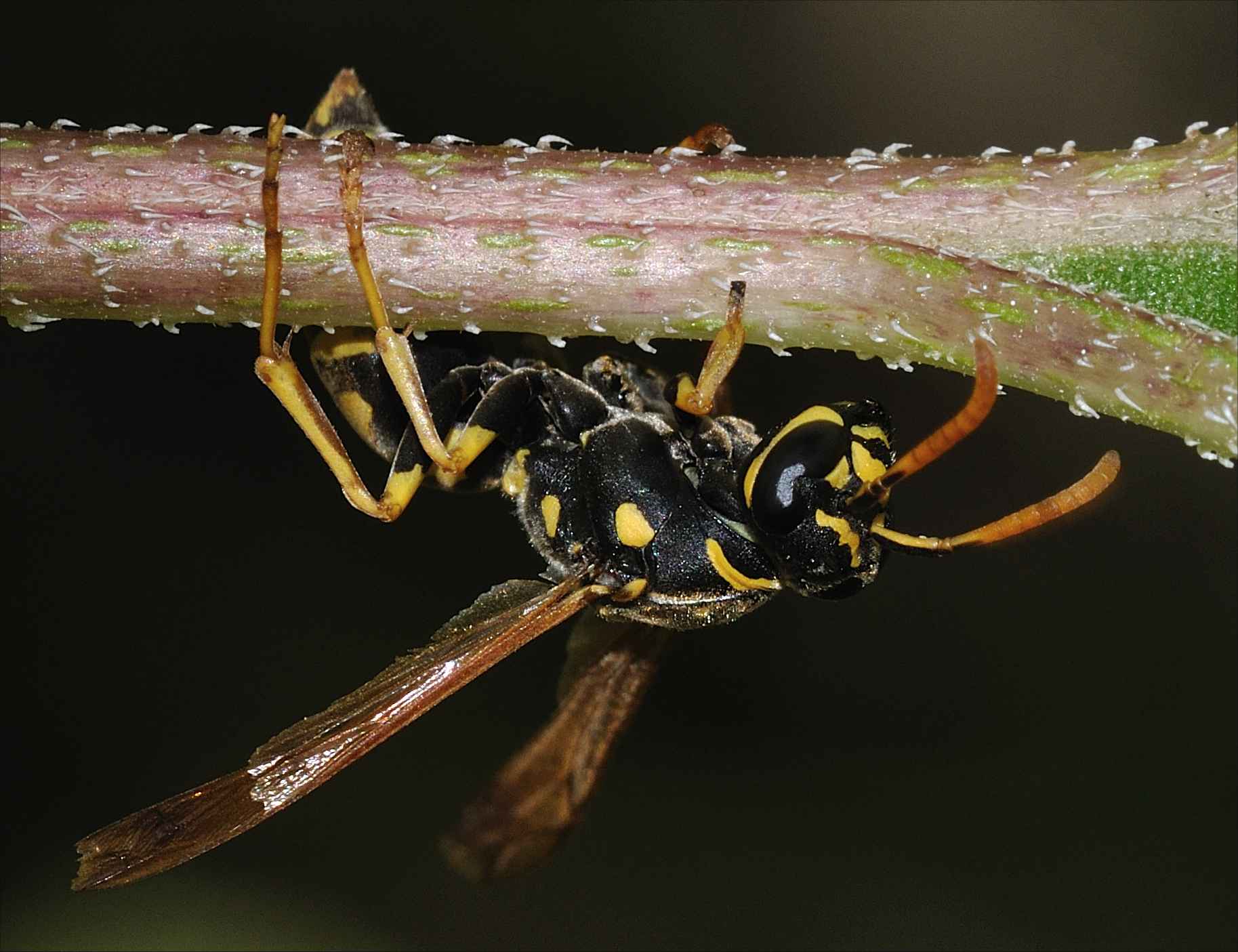 Polistes (nimphus o associus)